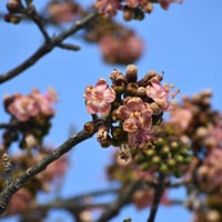 بذور شجرة القطن الكابوك