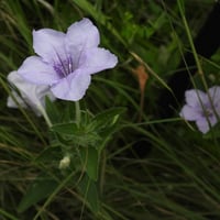 بذور زهرة بيتونيا الصحراء رويليا