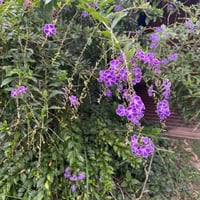 بذور شجيرة دورانتا شجرة البخور