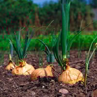 بذور البصل الأصفر الحلو