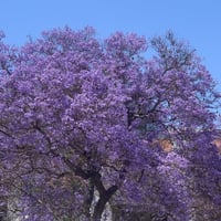 بذور شجرة جاكرندا البنفسجية