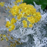 بذور شجيرة راغوورت الفضية