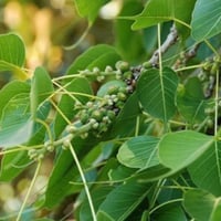 بذور فيكس لسان العصفور