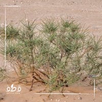 بذور شجيرة الرمث