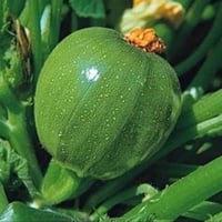 بذور كوسة المدورة الصغيرة , كوسا هدد