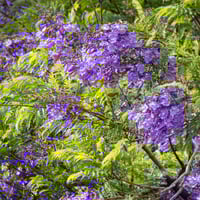 بذور شجرة جاكرندا البنفسجية