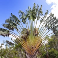 بذور نخيل الموز الكاذب رافينالا