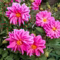 بذور زهور داليا . مكس