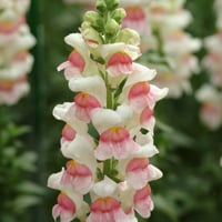 بذور فم السمكة انترهيم