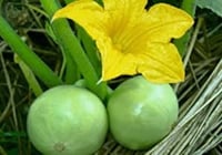 بذور قرع التفاح