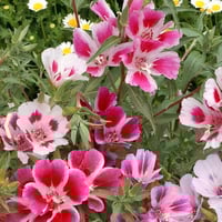 بذور زهرة وداع الربيع كلاركيا