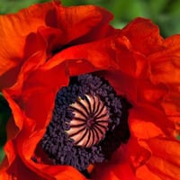 بذور ديدحان كاليفورنيا البرتقالي