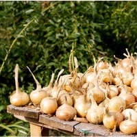 بذور البصل الأصفر الحلو