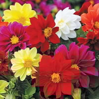 بذور زهور داليا . مكس