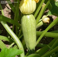 بذور كوسه كوسا F1 هجين