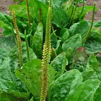 بذور عشبة لسان الحمل