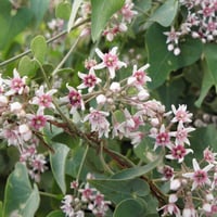 بذور متسلقة المديد