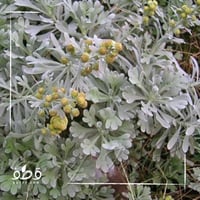 بذور الشيح العطري