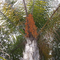 بذور نخيل الكوكس الباسقة