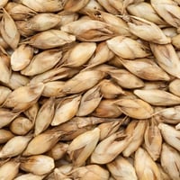 بذور البامبو العملاق