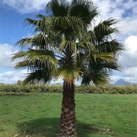 بذور نخيل الزينة الواشنطونيا