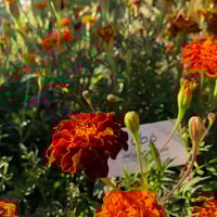 بذور زهرة المخملية الحمراء