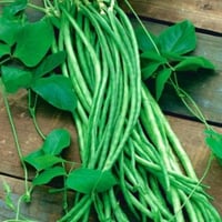 بذور اللوبيا الطويلة