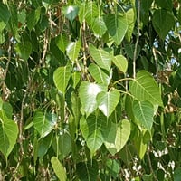 بذور فيكس لسان العصفور