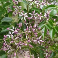 بذور الزنزلخت