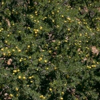 بذور الاركان ( ارغان )