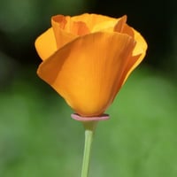 بذور ديدحان كاليفورنيا الذهبي الاصفر