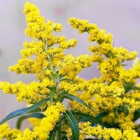 بذور عصا الذهب القضبان الذهبية