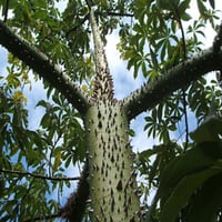 بذور شجرة كوريزيا