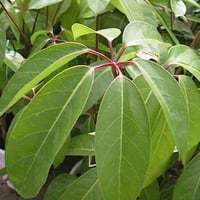 بذور شيفليرا اكتينوفيلا شجرة المظلة