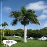 جملة بذور نخيل ملوكي