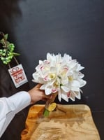 مسكة عروس شامل اللوقو 0884