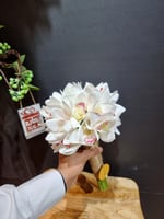 مسكة عروس شامل اللوقو 0884