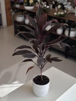 كورديلان تانجو