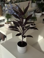 كورديلان تانجو