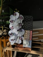 ستاند بالورد