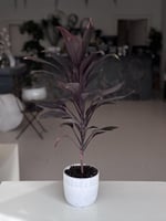 كورديلان تانجو