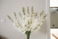 هدرنجا طويلة