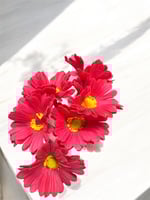 جلبيرا ملمس طبيعي عدد 6