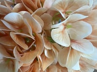 ورد هدرنجا ملمس طبيعي