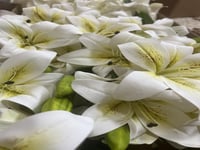 ورد كزابلنكا ملمس طبيعي