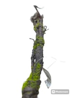 اغصان تنسيق مع خضار خفيف طول متر ونص