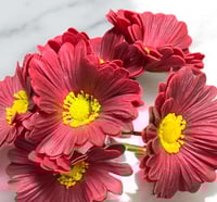 جلبيرا ملمس طبيعي عدد 6