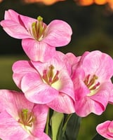 بنش ورد صناعي ملمس طببعي