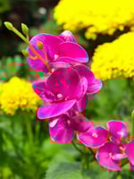 زهرة اوركيد صغير 5 افرع