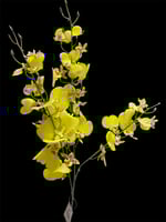 دلفينيوم صناعي ثلاث الوان